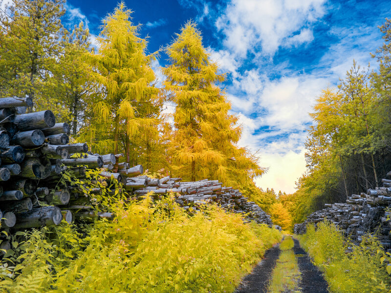 Logging Site with Yellow Trees