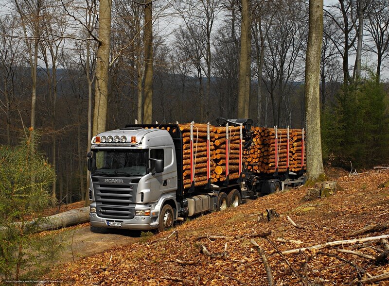 Logging truck in forest