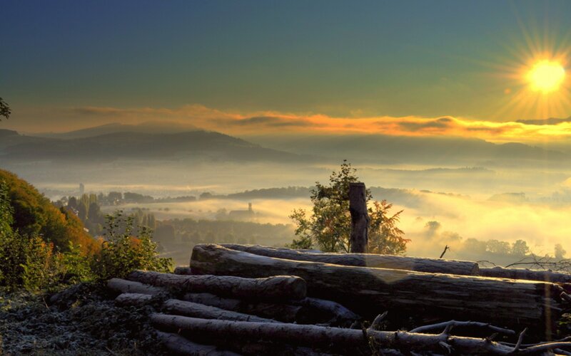 Logs on a Hillside — Yellow