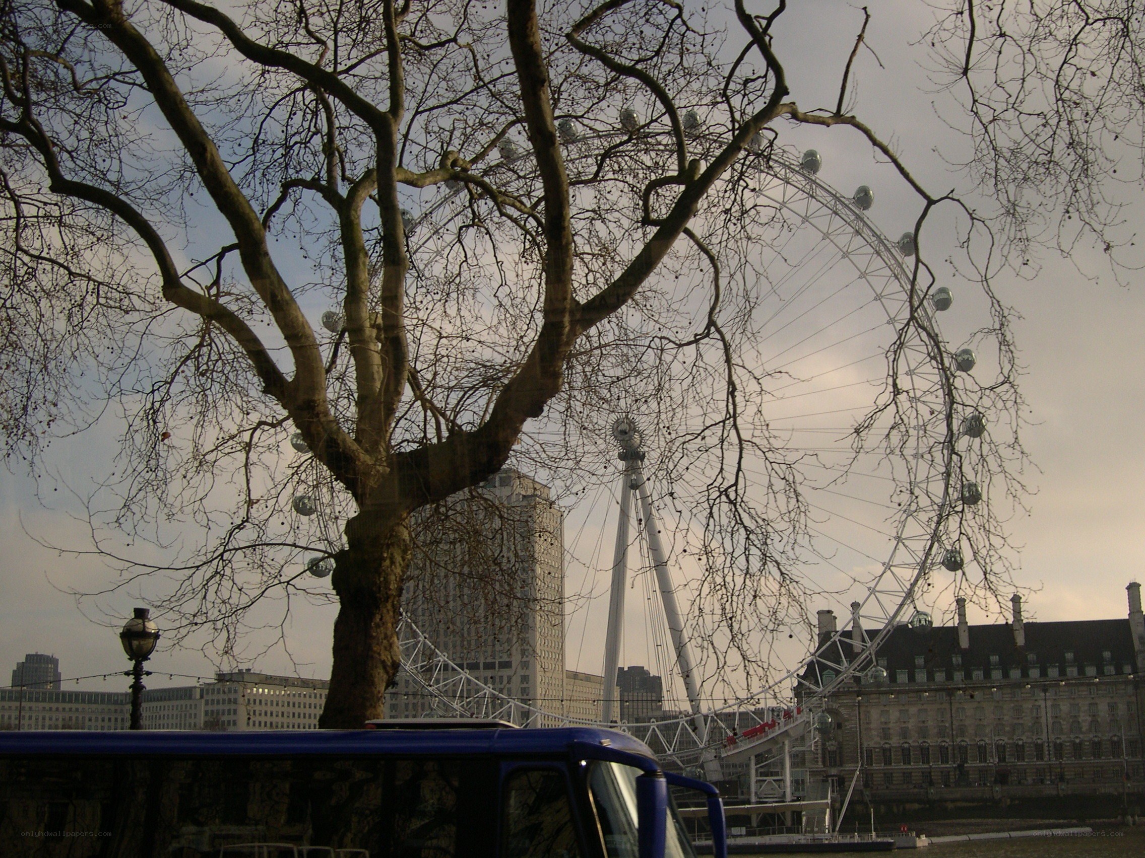 London Eye with bare tree
