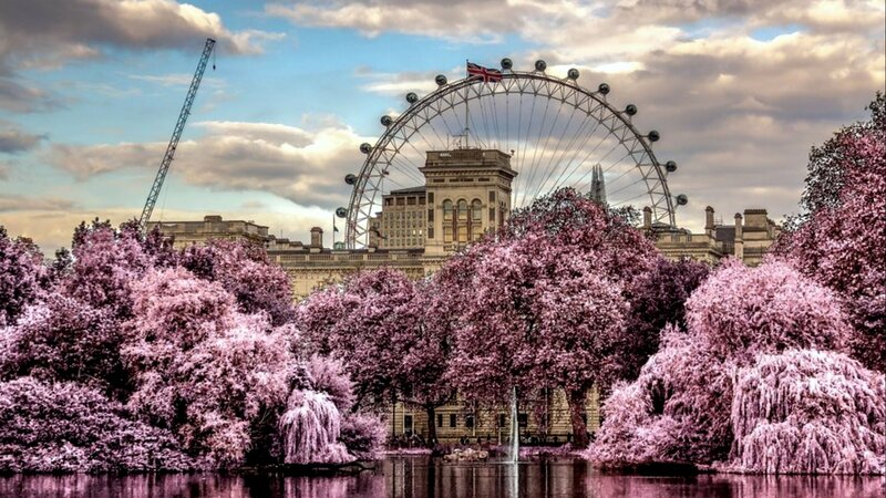 London Eye with Cherry Blossoms