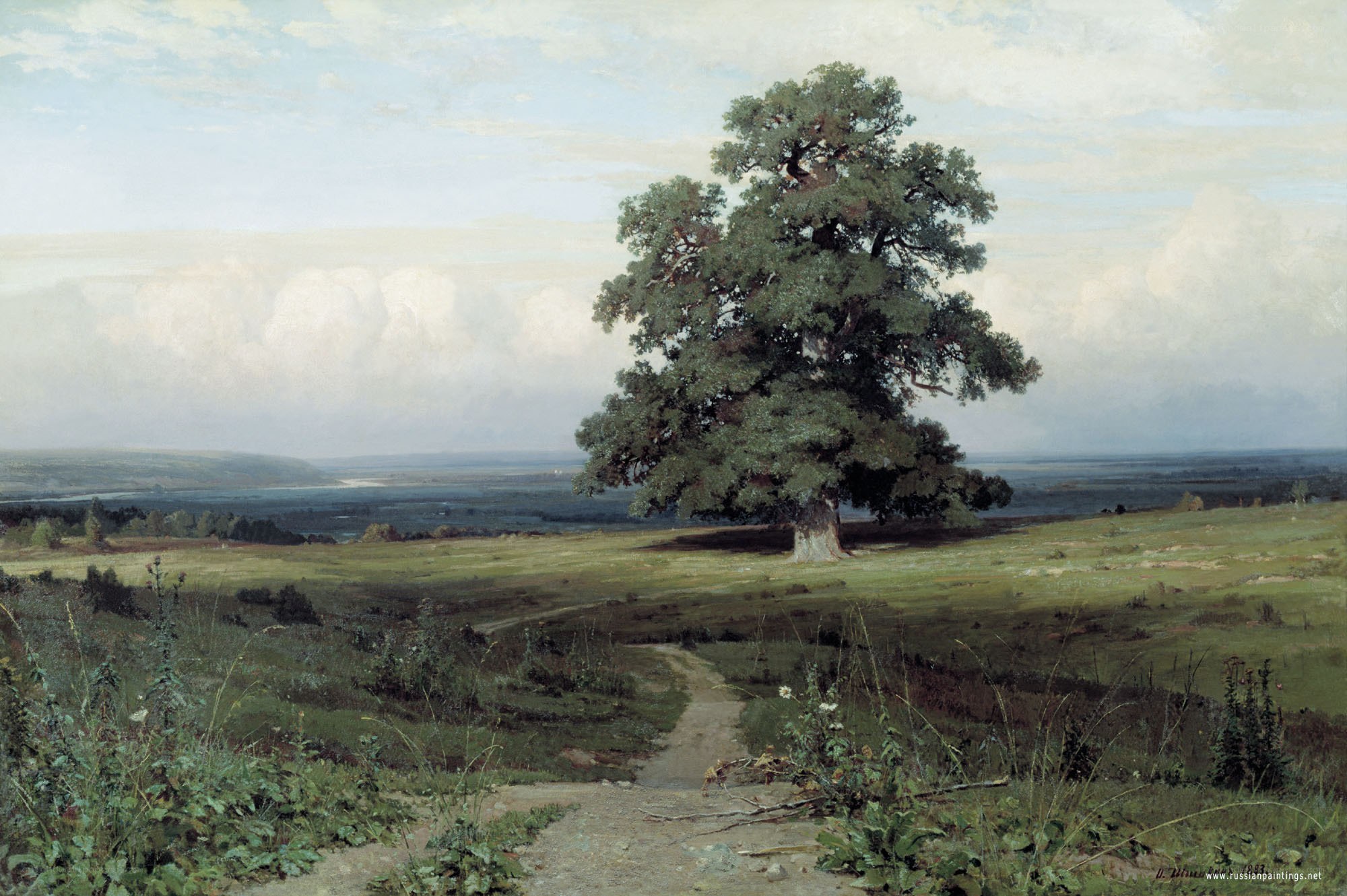 Lone Oak in a Vast Landscape