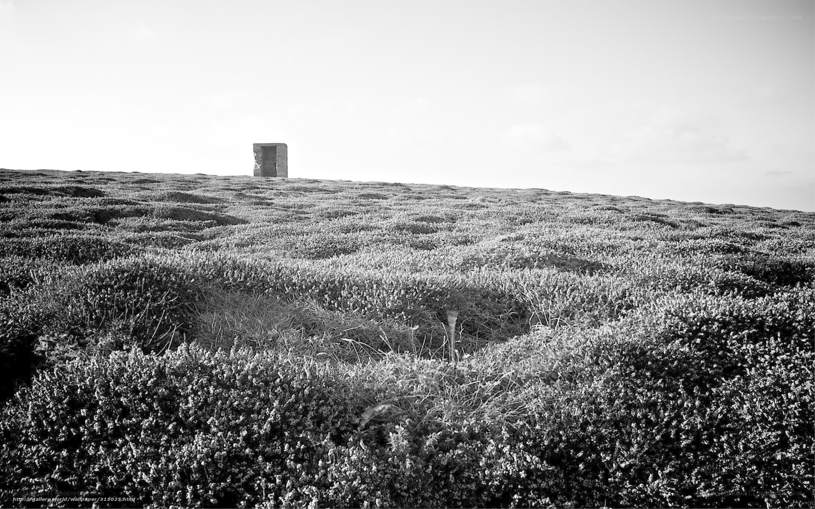 Lone structure on a heather-covered hill
