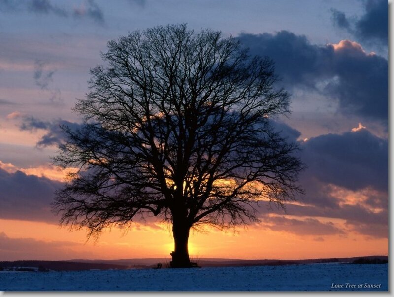 Lone Tree at Sunset