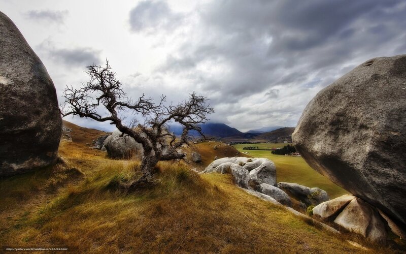 Lone tree between boulders