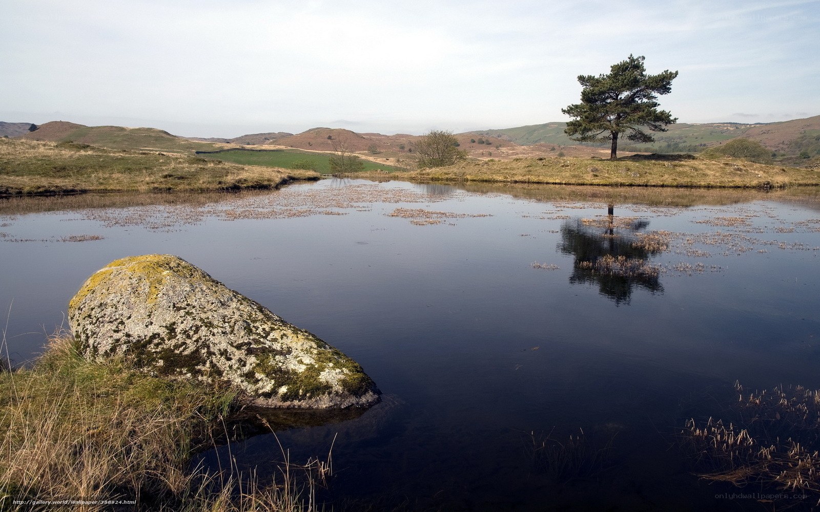 Lone tree by a calm pond