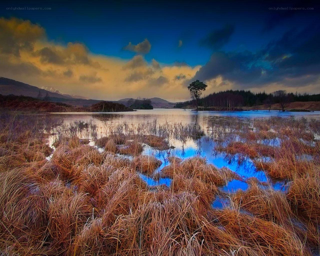 Lone tree by a lake at dusk