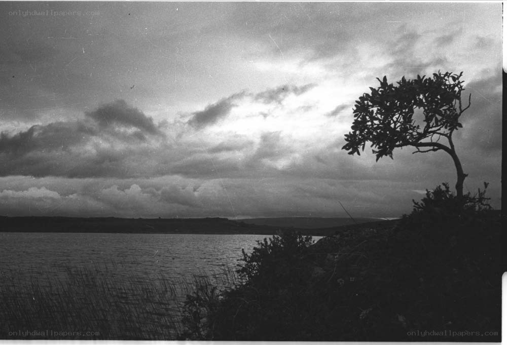 Lone tree by a lake at dusk