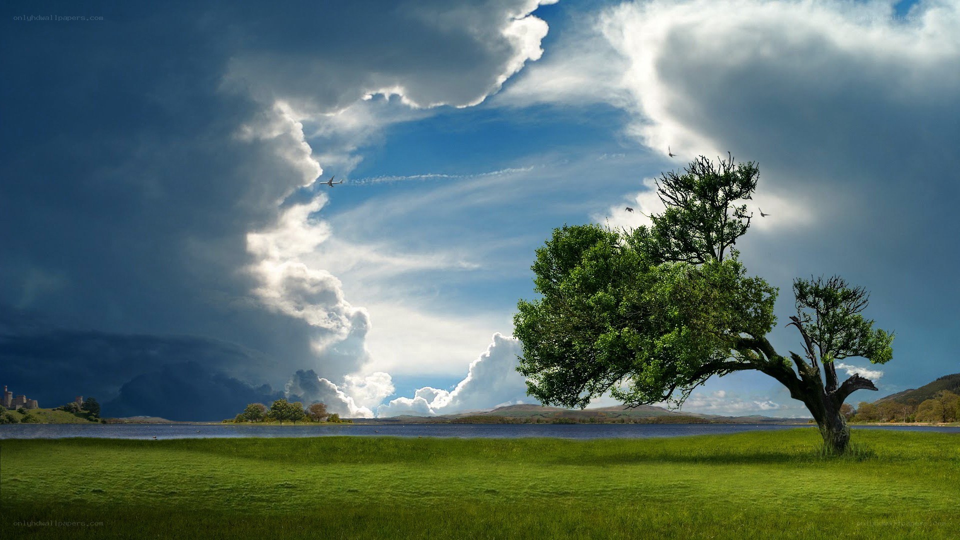 Lone tree by a lake