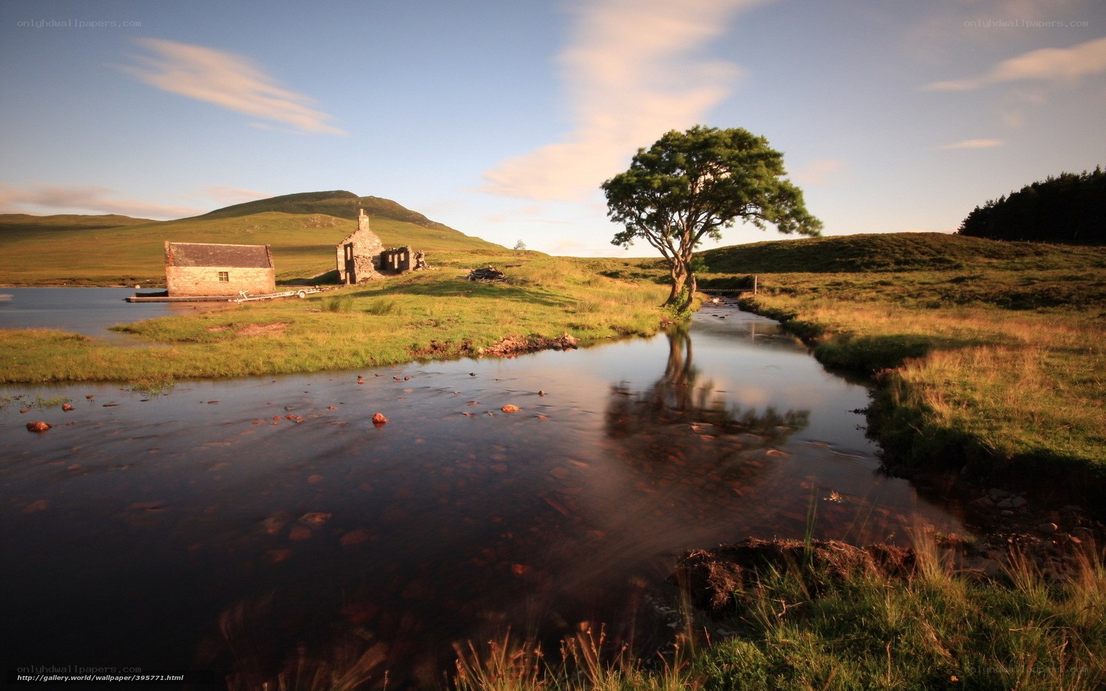 Lone tree by a loch