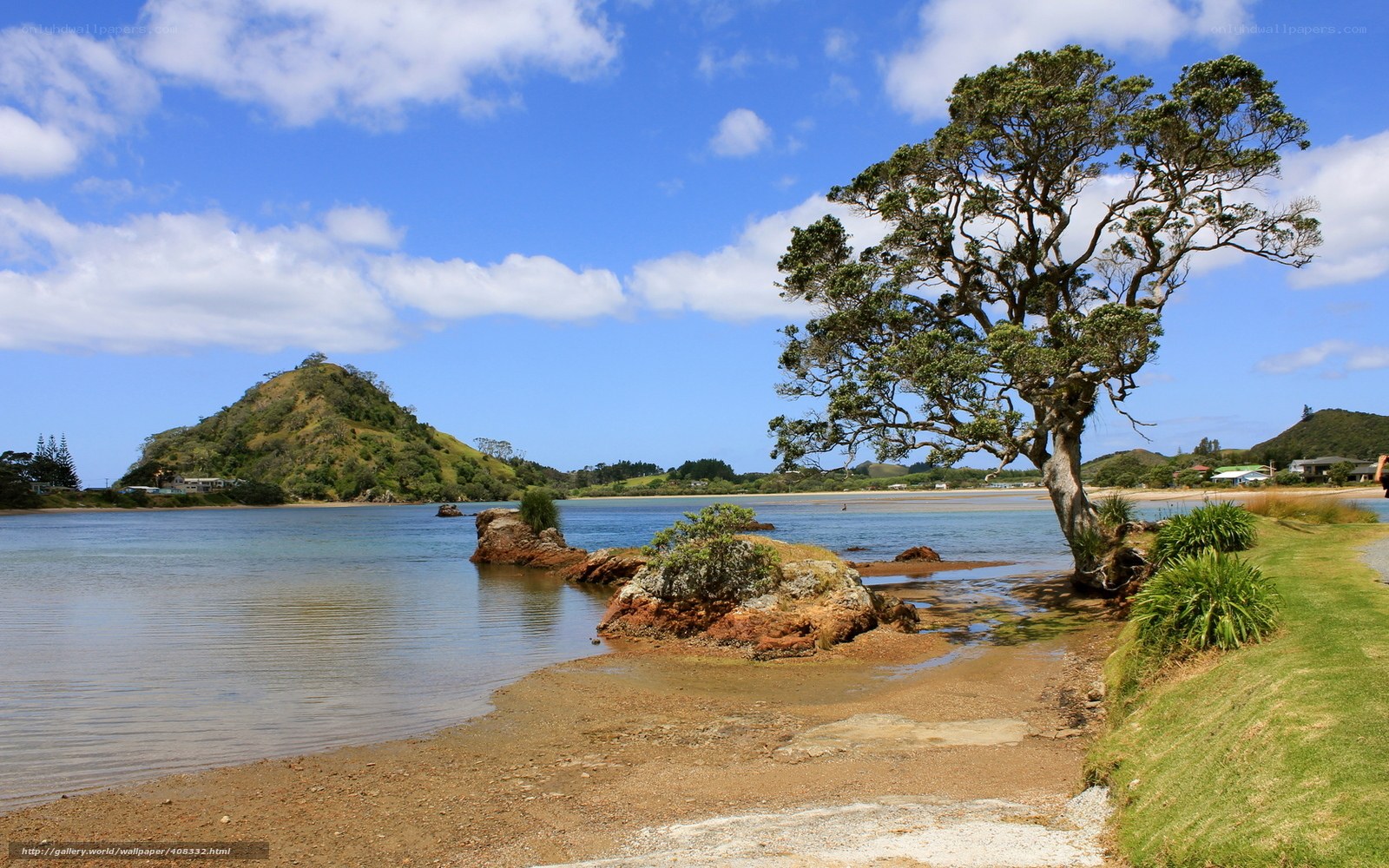 Lone tree by coastal bay