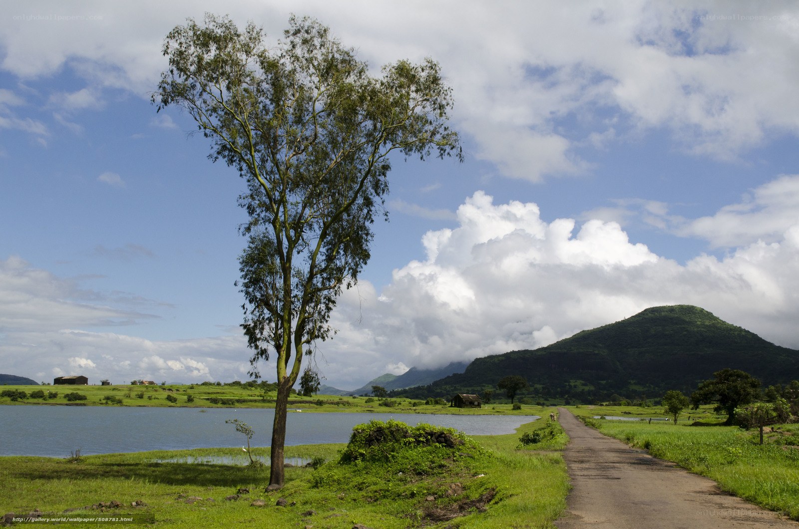 Lone tree by lake with mountain