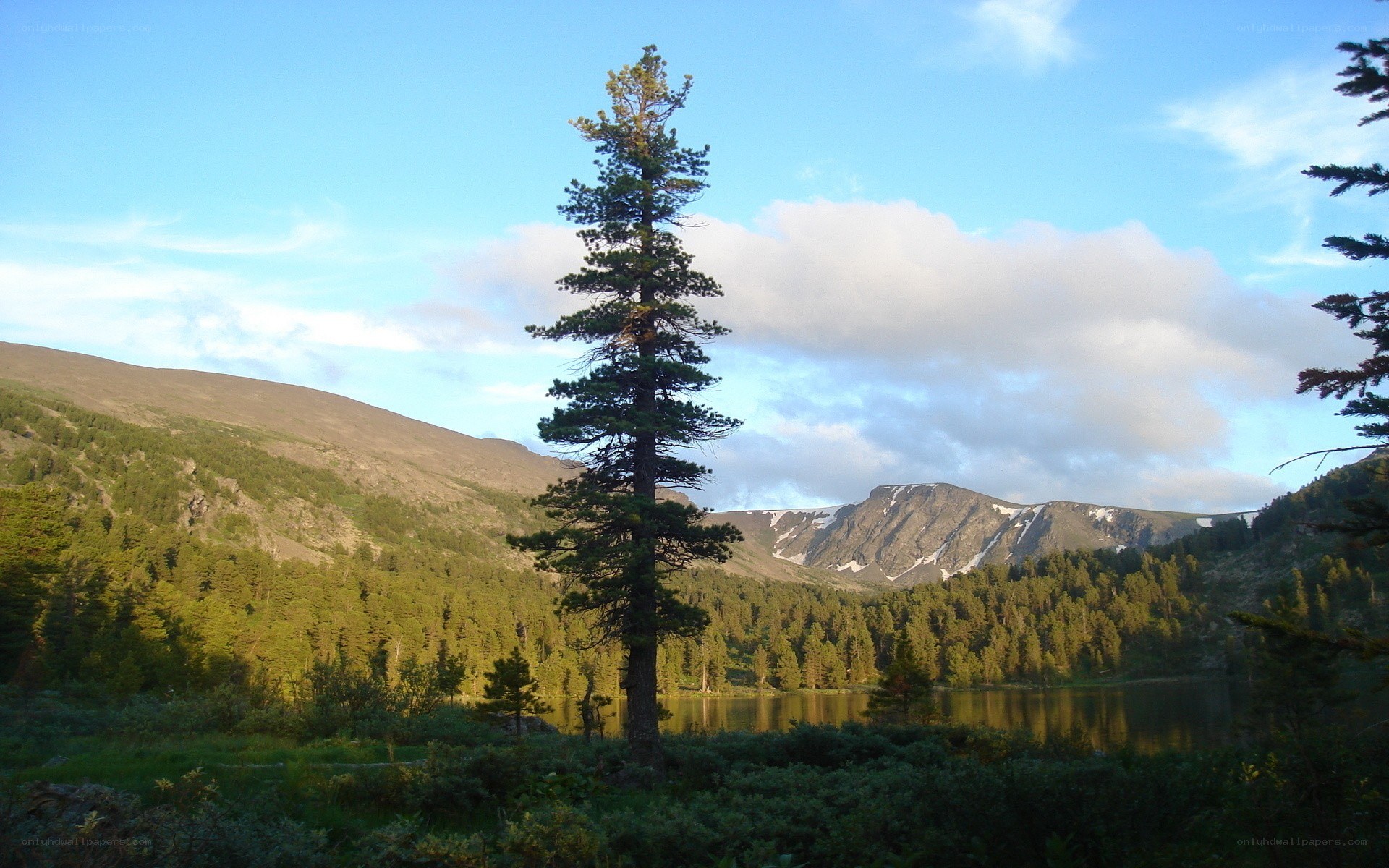 Lone tree by mountain lake