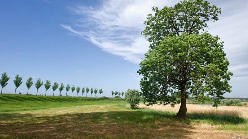 Lone tree in a green field