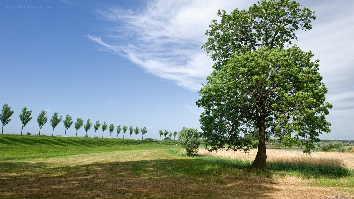 Lone tree in a green field