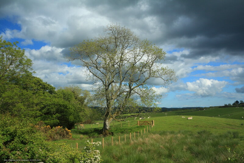 Lone tree in a green field
