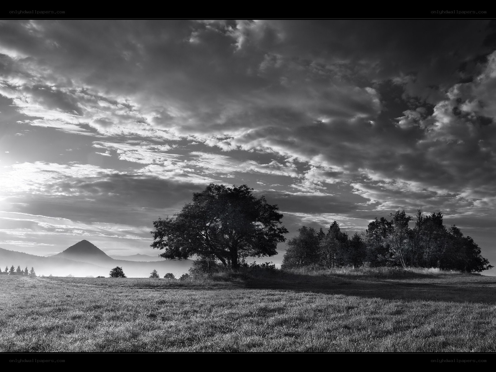 Lone tree in a misty landscape