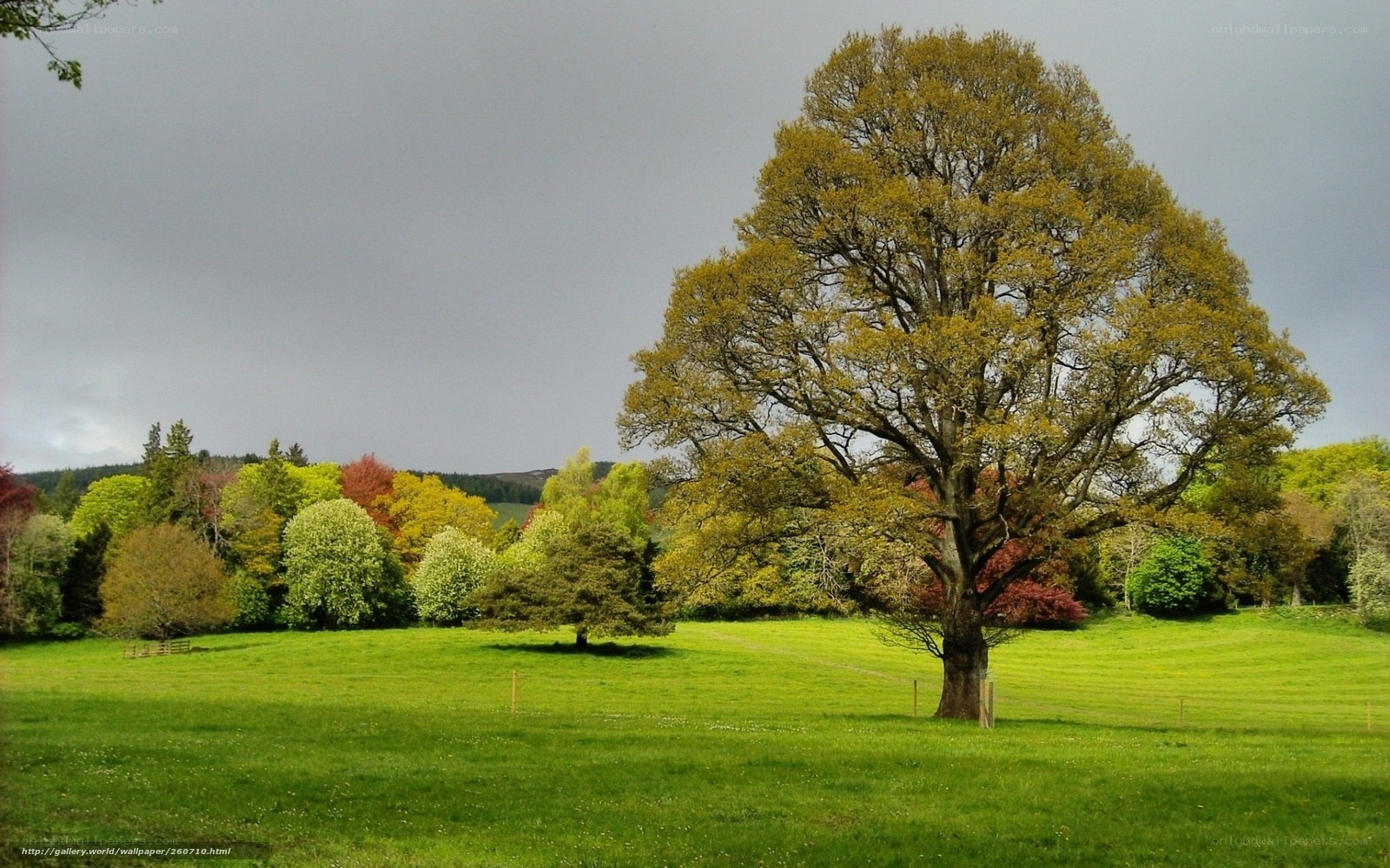 Lone tree in green field