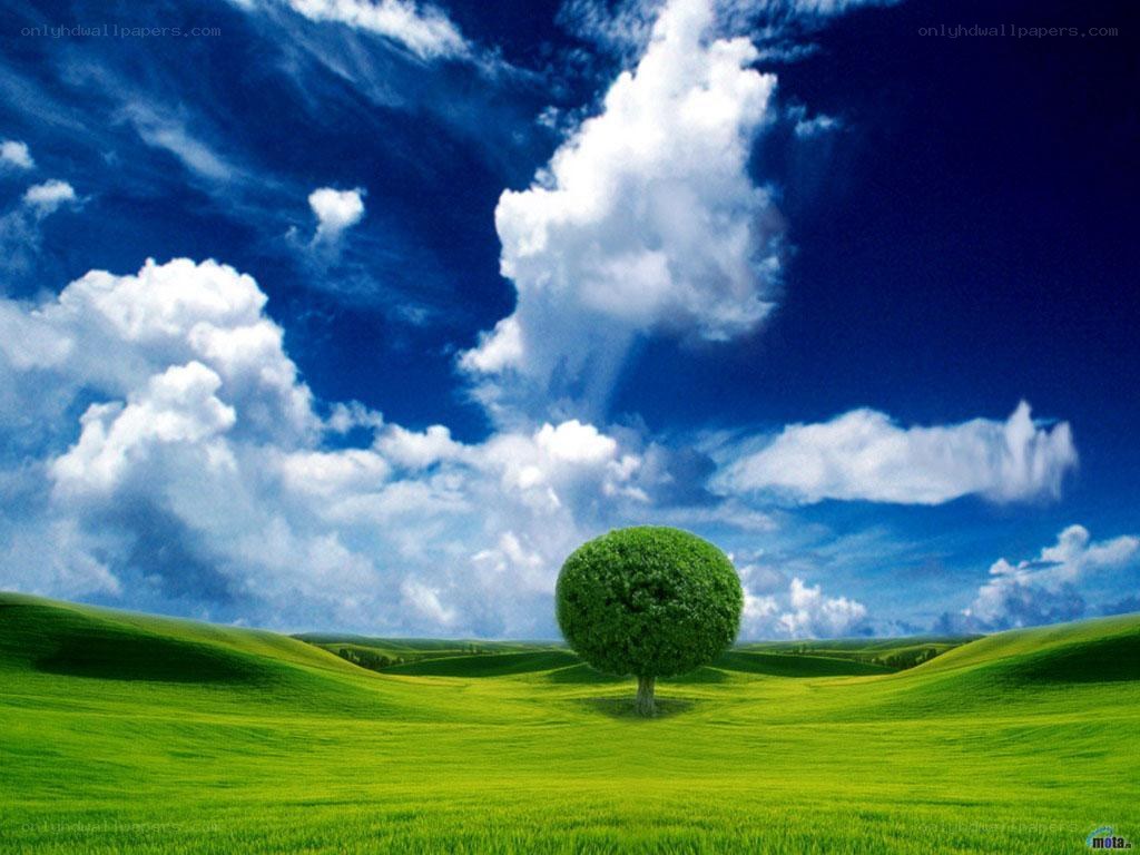 Lone tree in green field