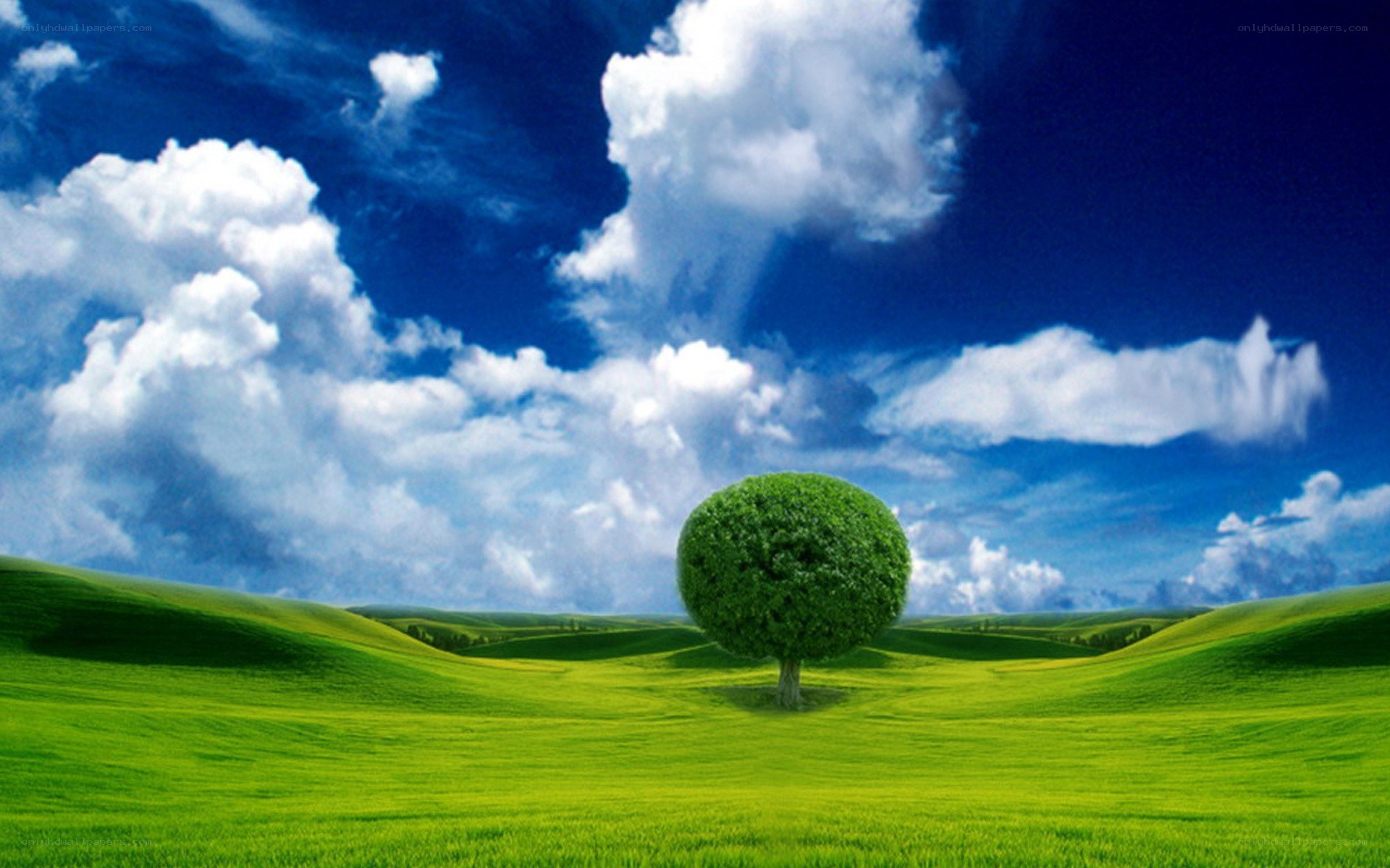 Lone tree in green field