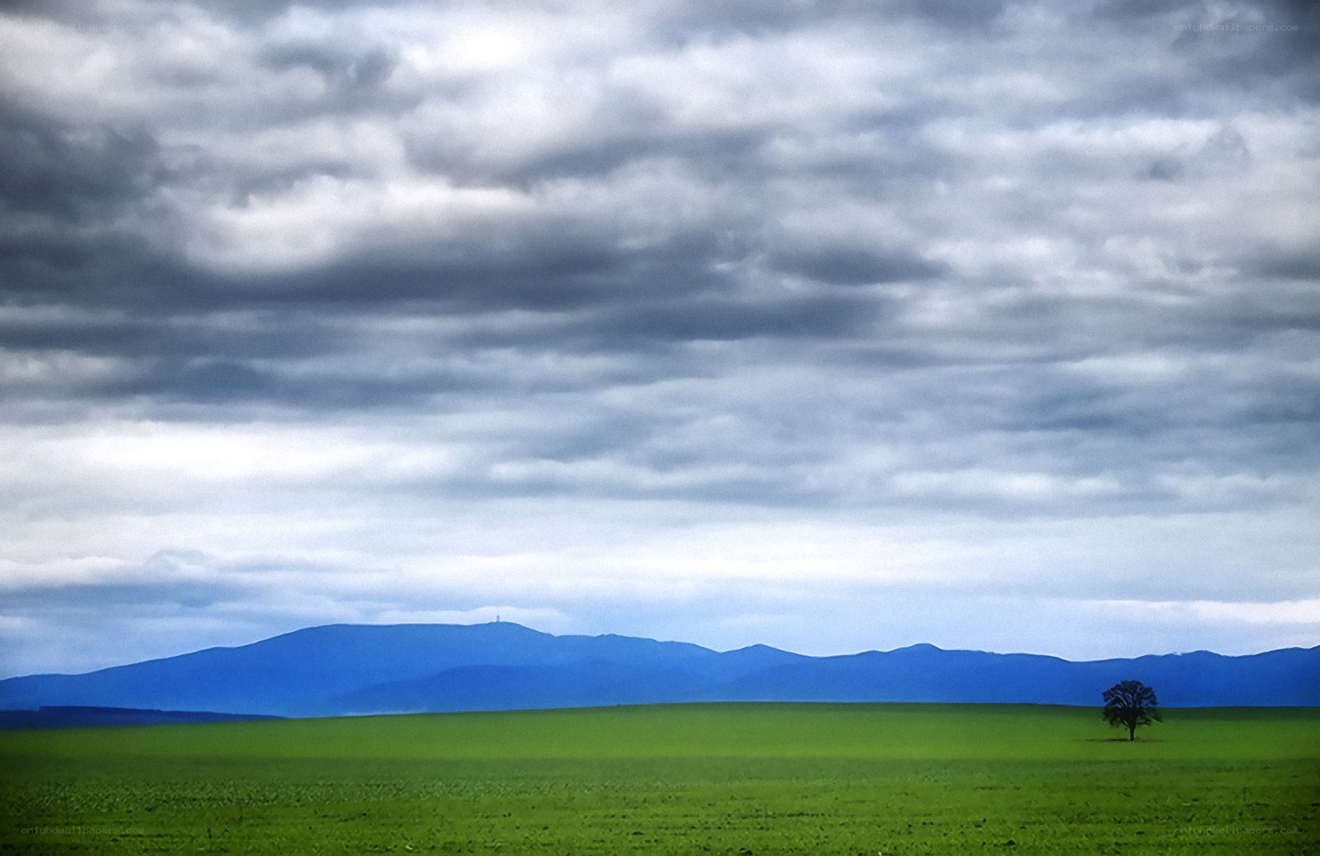 Lone tree in green field