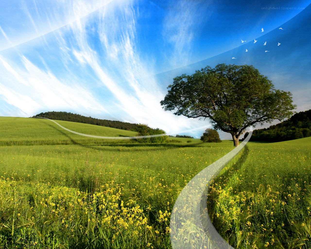 Lone tree in green field