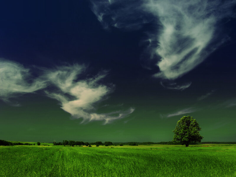 Lone tree in green field