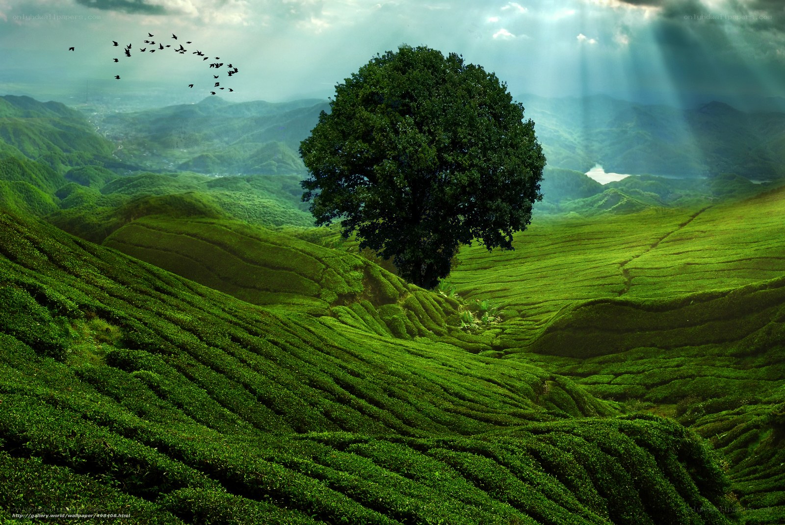 Lone tree in green hills