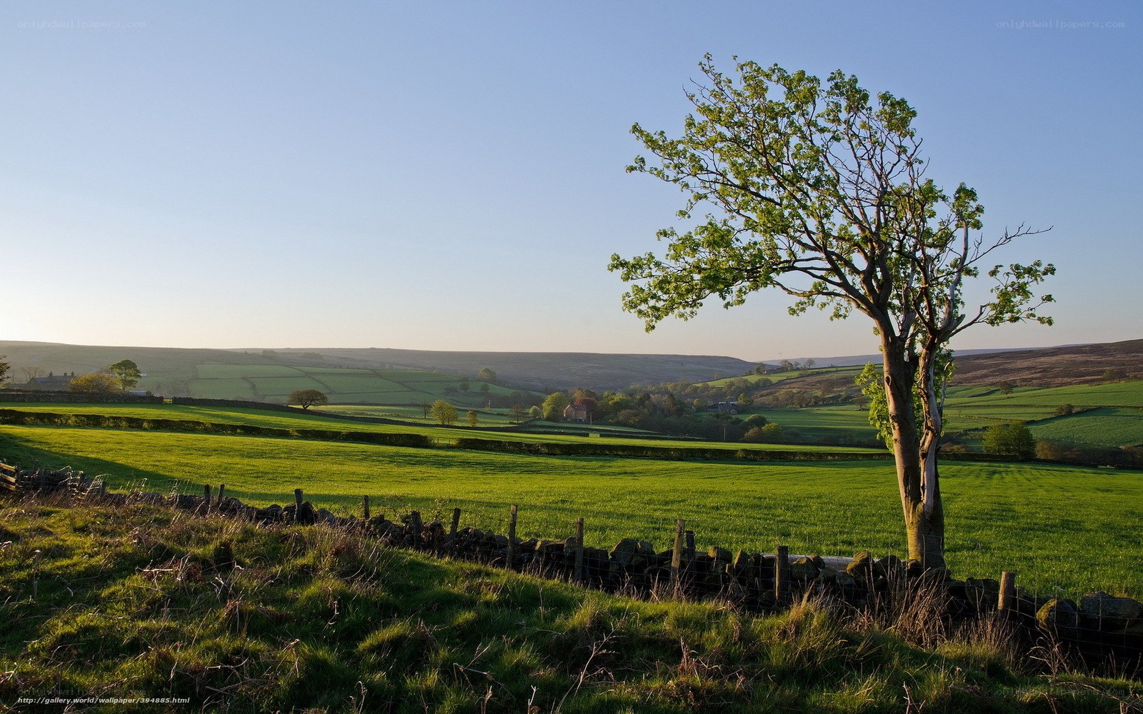 Lone tree in green valley