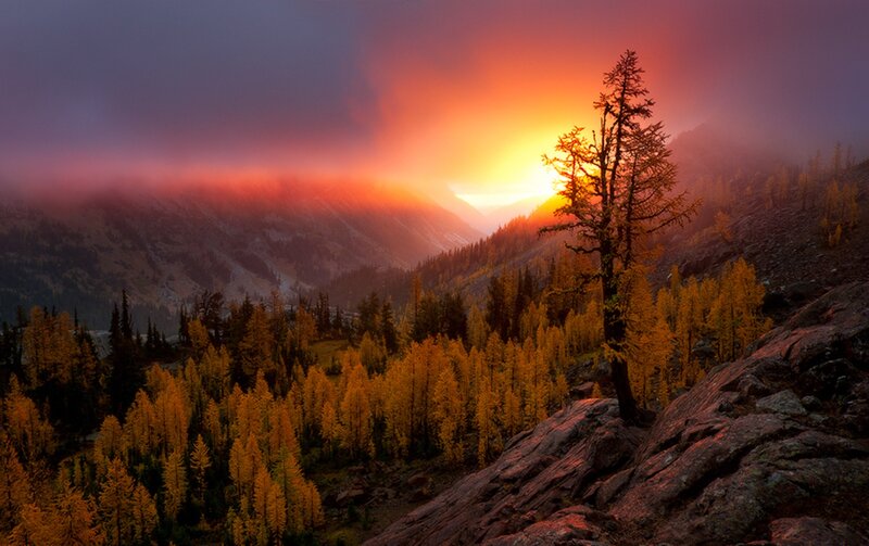 Lone Tree in Mountain Valley