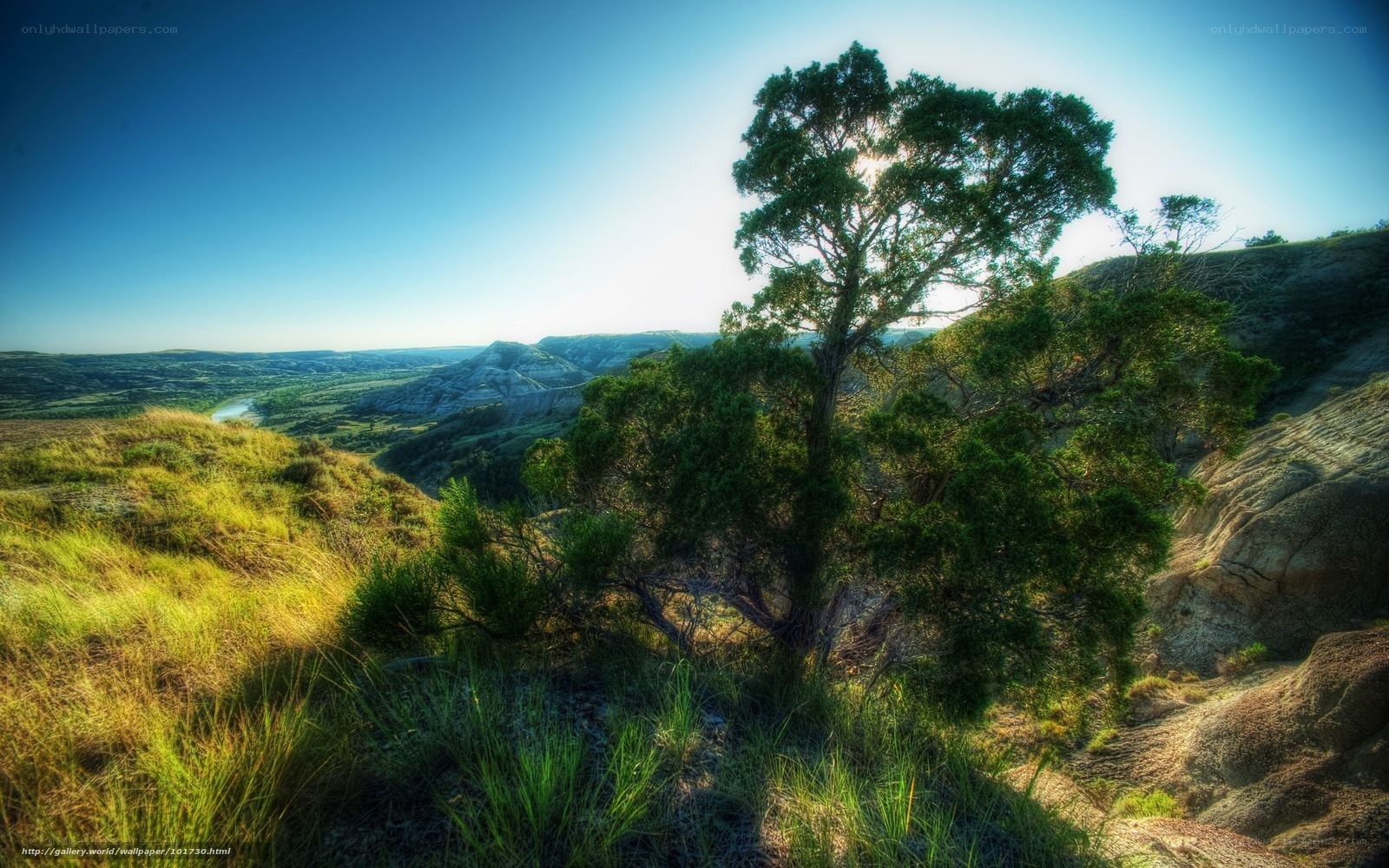 Lone tree on a canyon overlook