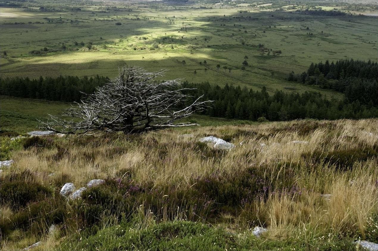 Lone tree on a grassy hill