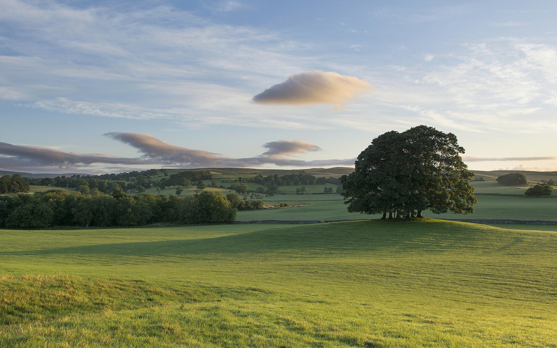 Lone tree on a green hill