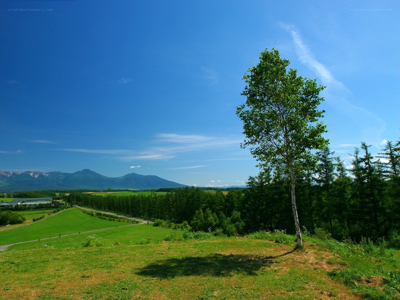 Lone tree on a green hill