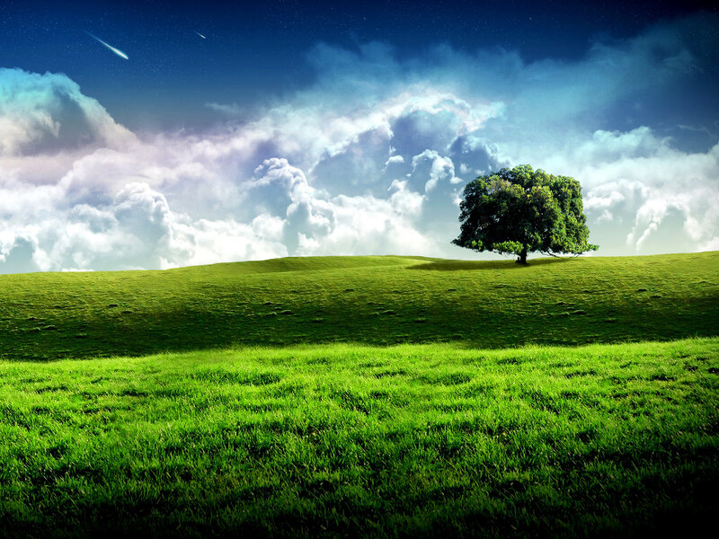 Lone tree on a green hill