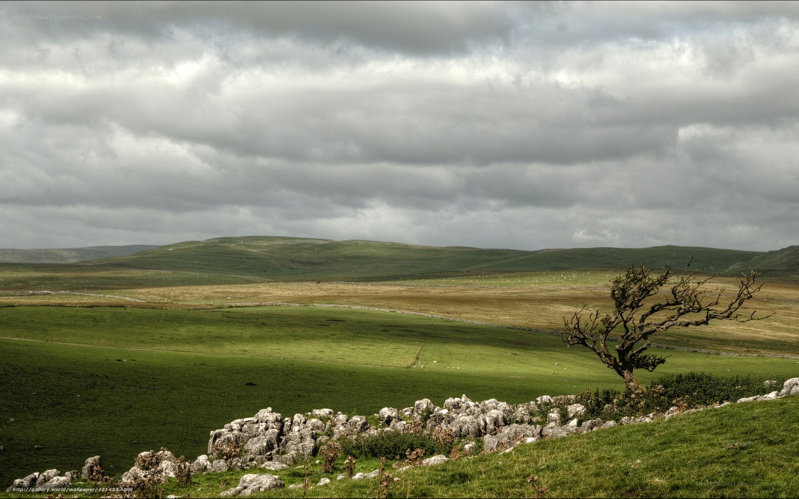 Lone tree on a green hill