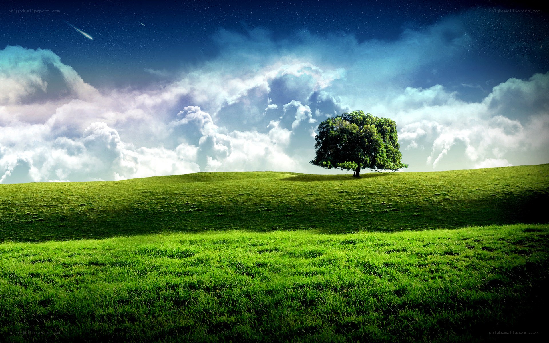 Lone tree on a green hill