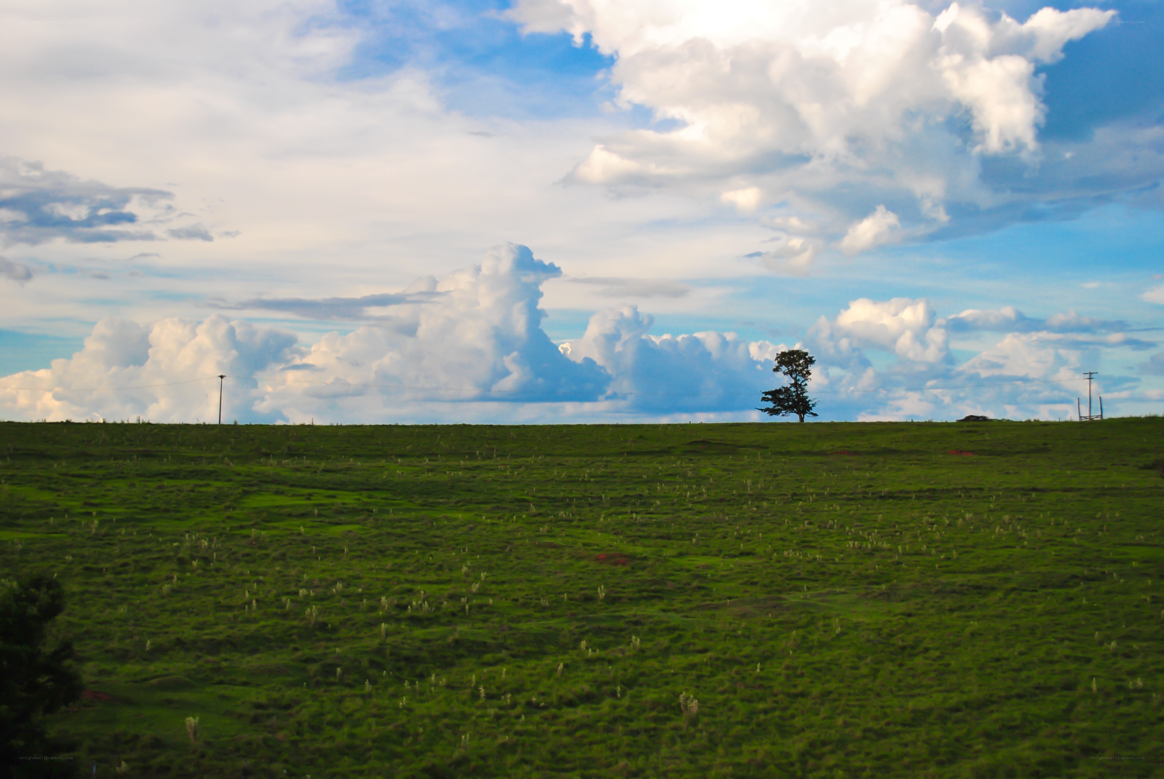 Lone tree on a green hill