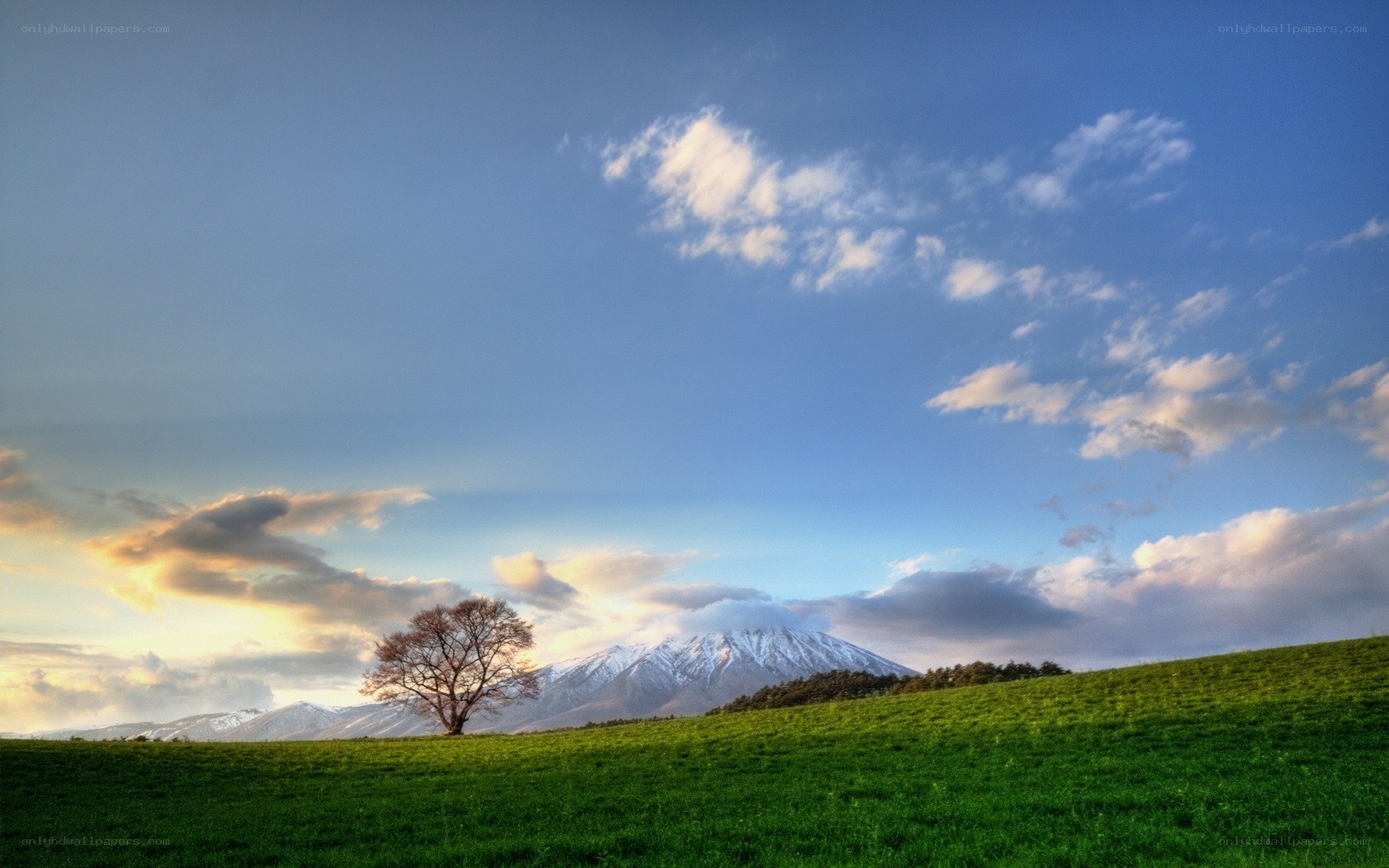 Lone tree on a green hill