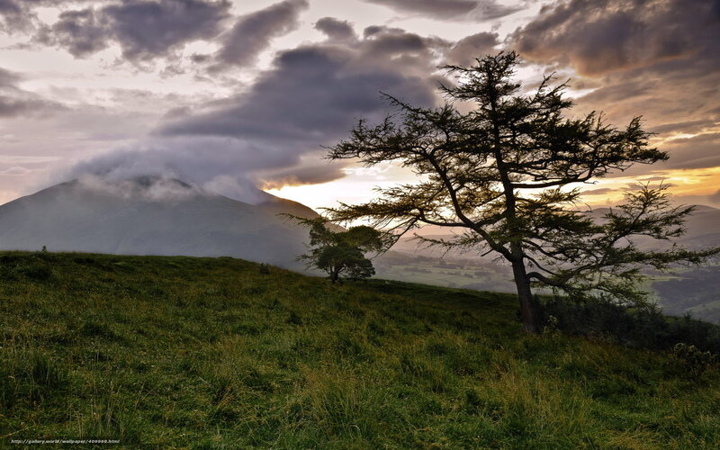 Lone tree on a hill at sunset