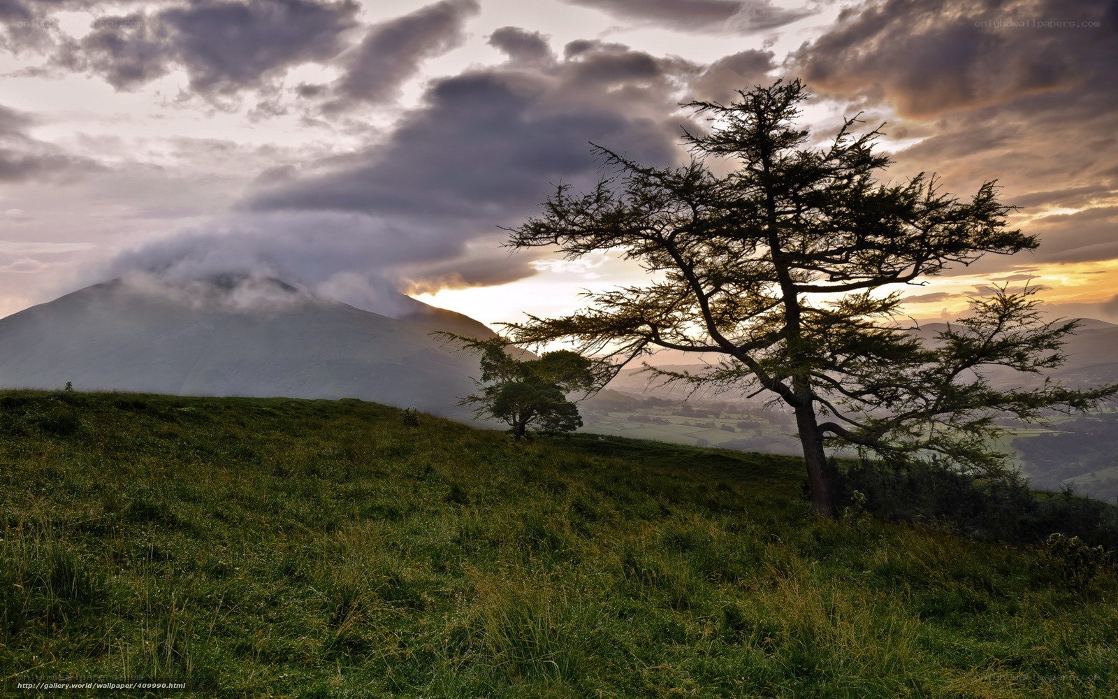 Lone tree on a hill at sunset