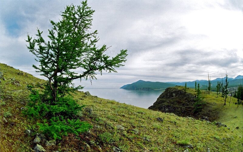 Lone tree on a hill overlooking a lake