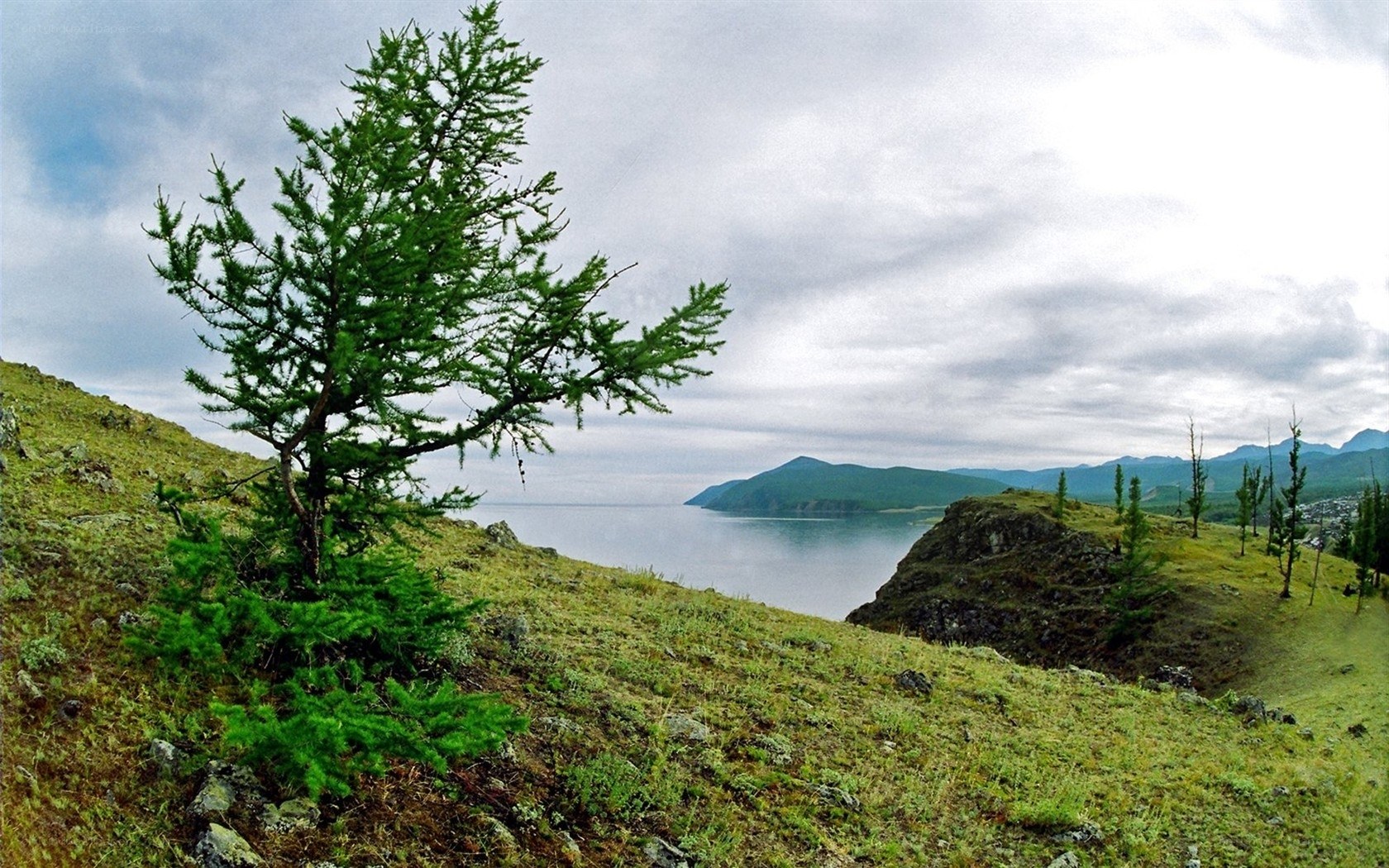 Lone tree on a hill overlooking a lake