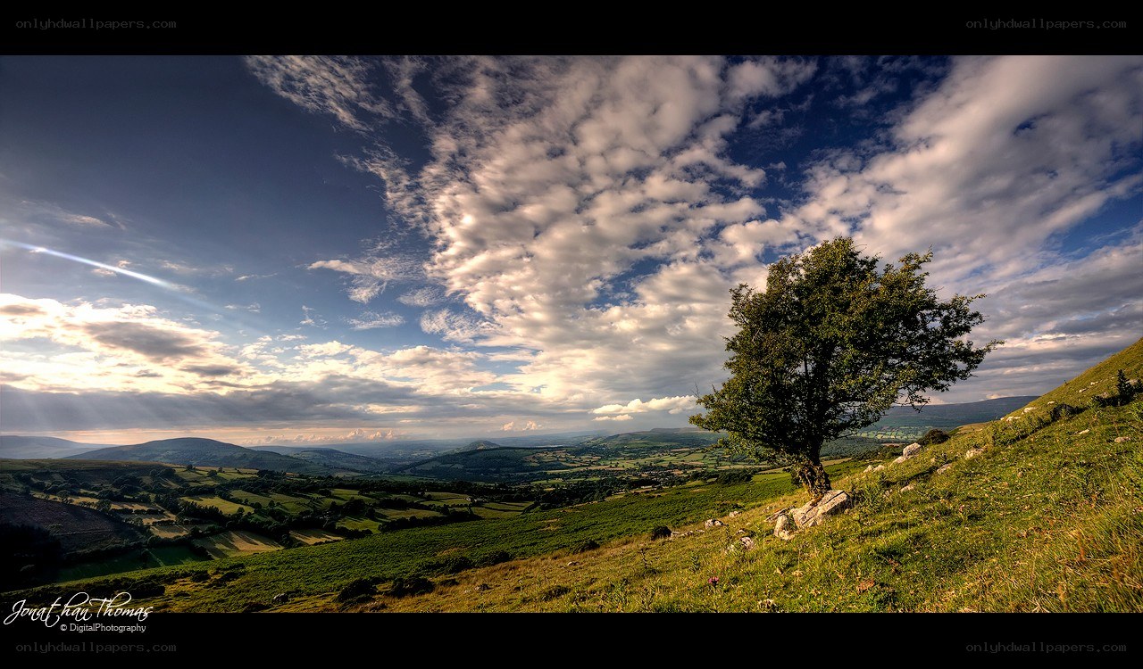 Lone tree on a hillside