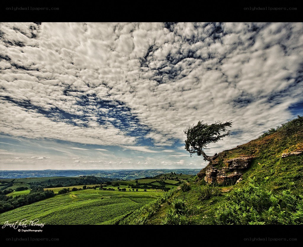 Lone tree on a hillside
