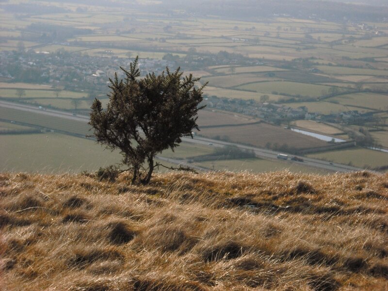 Lone tree on a hillside