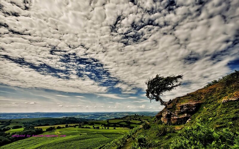 Lone tree on a hillside