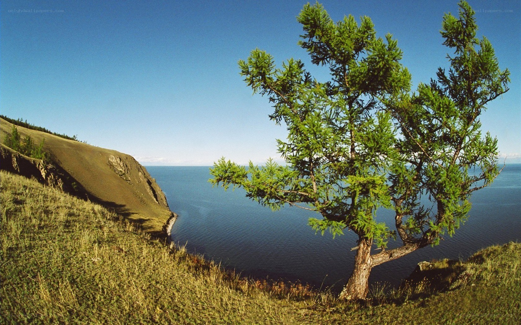 Lone tree on a lakeside cliff