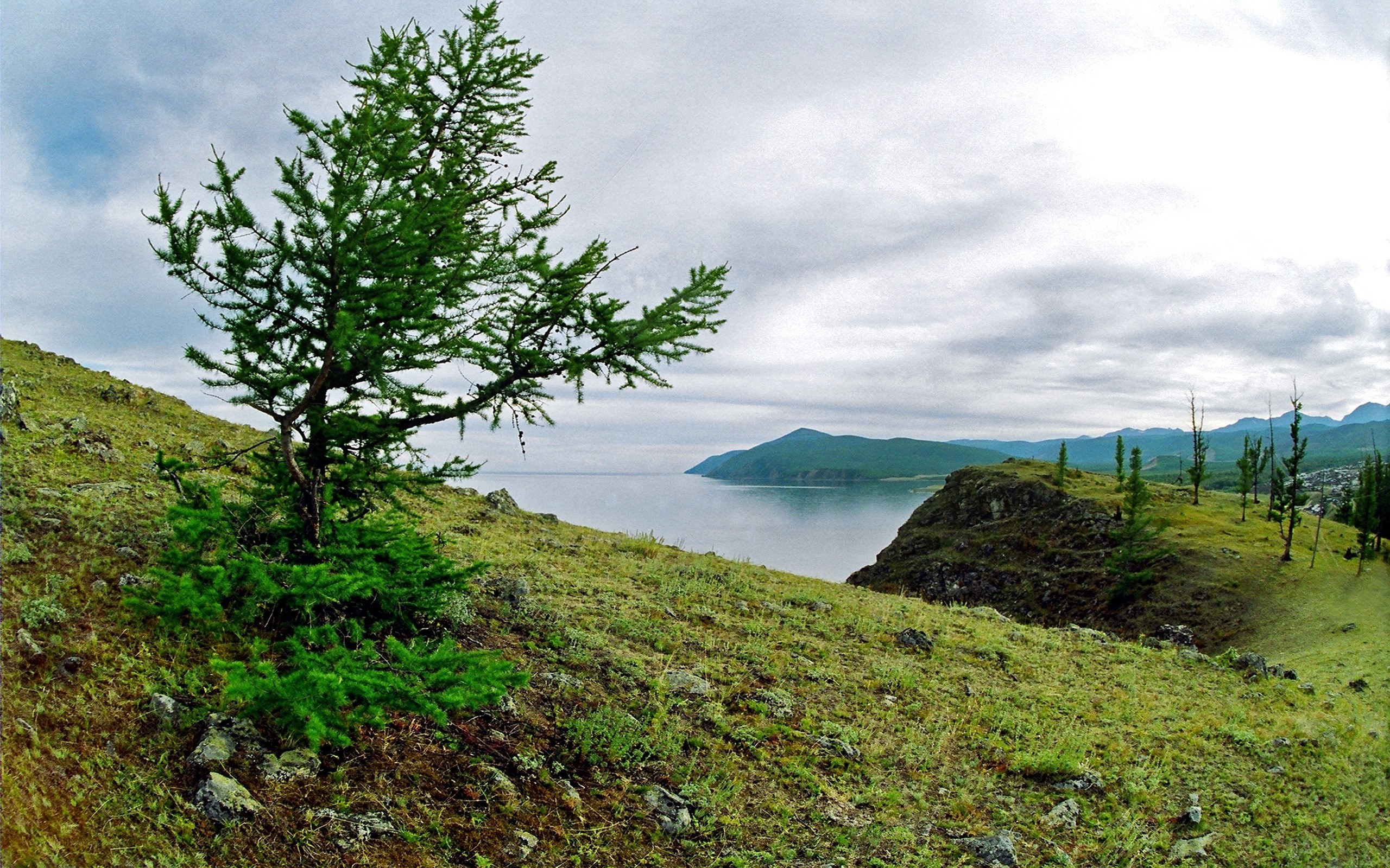 Lone tree on a lakeside hill