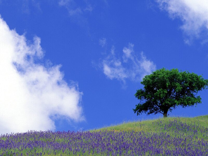 Lone tree on a lavender hill